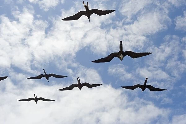 Great frigate bird (Frigata minor) flying in formation, Galapagos Islands