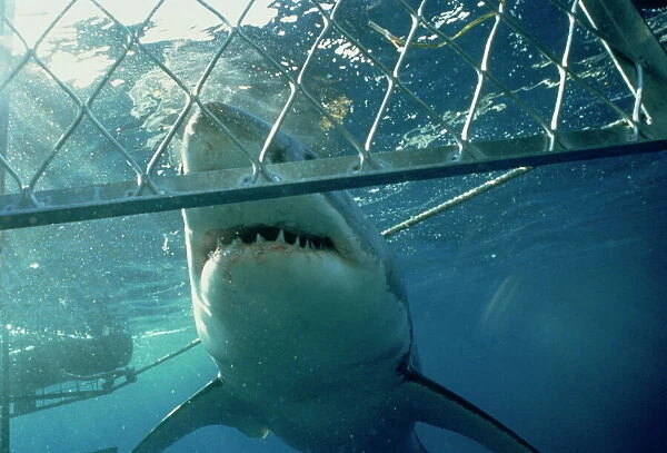 Great white shark from shark cage, Australia, Pacific