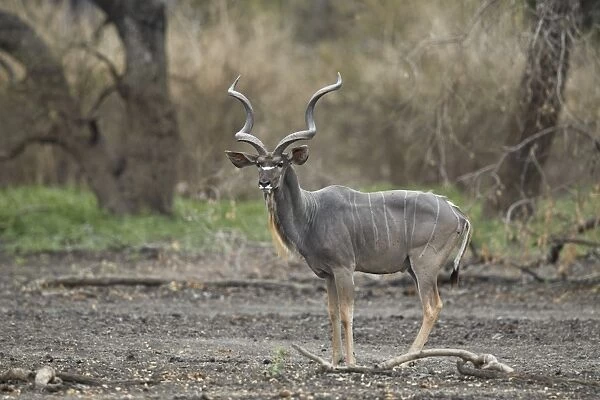 Greater kudu (Tragelaphus strepsiceros) bull, Selous Game Reserve, Tanzania, East Africa