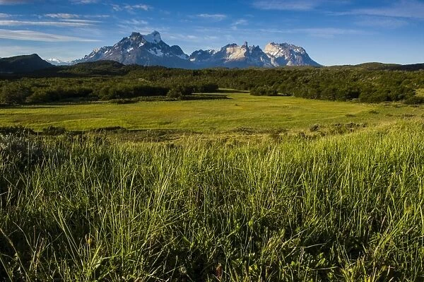 Green grass, Torres del Paine National Park, Patagonia, Chile, South America