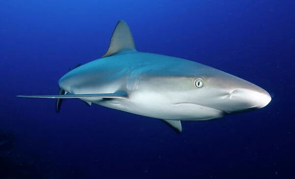 Grey reef shark, Turks and Caicos, West Indies, Caribbean, Central America