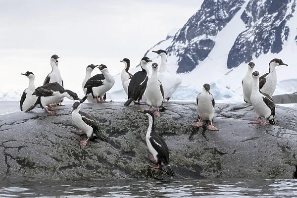 A group of adult Antarctic shags (Leucocarbo bransfieldensis)