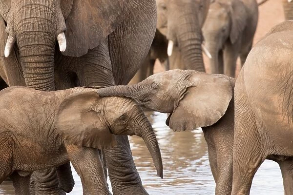 Group of African elephants with baby (Loxodonta africana), Serengeti National Park