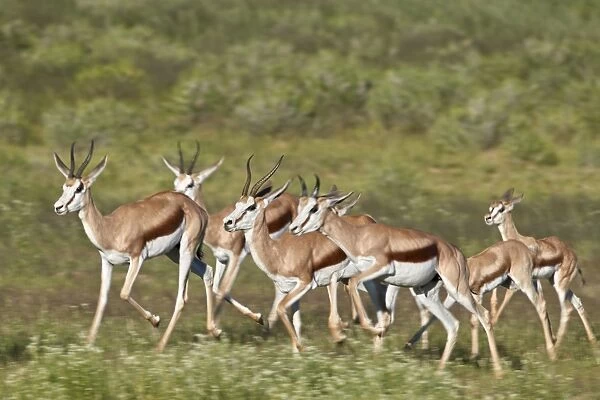 Group of springbok (Antidorcas marsupialis) running, Kgalagadi Transfrontier Park