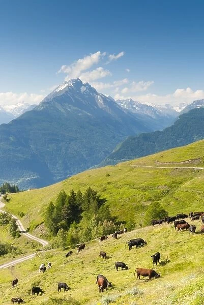 Herd of cows in the Aosta Valley, Vetan, Aosta Valley, Italian Alps, Italy, Europe