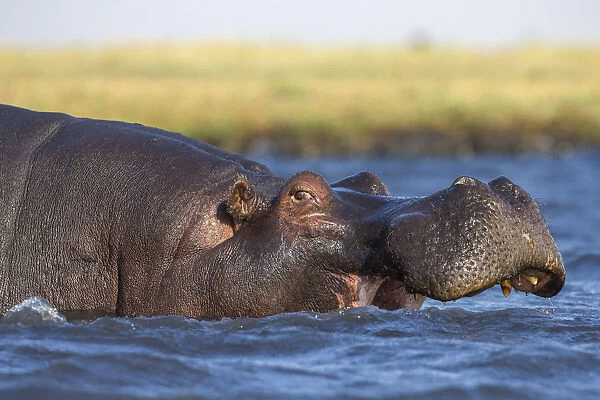 Hippo (Hippopotamus amphibius), Chobe National Park, Botswana, Africa