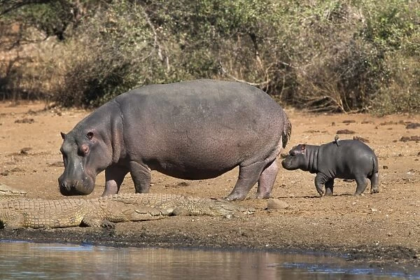 Hippopotamus (Hippopotamus amphibius) with calf, Kruger National Park, Mpumalanga, South Africa, Africa