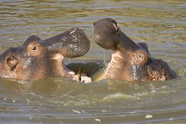 Two hippopotamus (Hippopotamus amphibius) fighting, Masai Mara Game Reserve