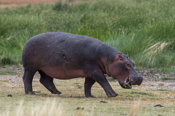 Hippopotamus (Hippopotamus amphibius), Lake Jipe, Tsavo West National Park, Kenya
