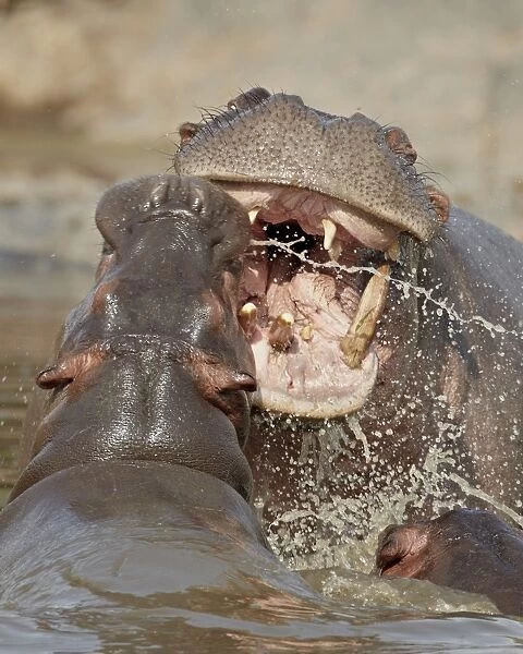 Two hippopotamus (Hippopotamus amphibius) sparring, Serengeti National Park