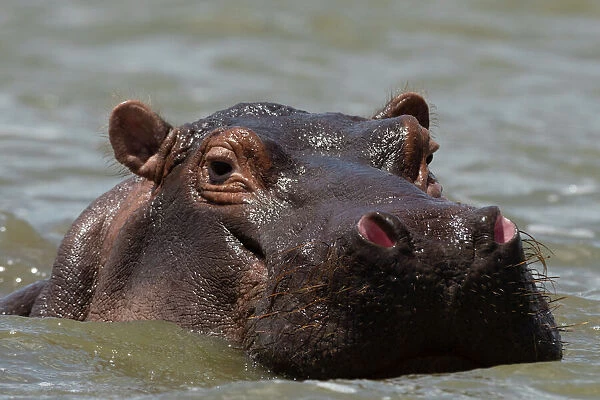 An hippoptamus (Hippopotamus amphibius) submerged in water and looking at the camera