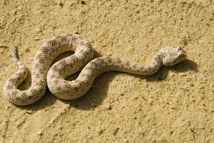 Framed Print : Horned Viper Print Framed Print : Horned Viper Print