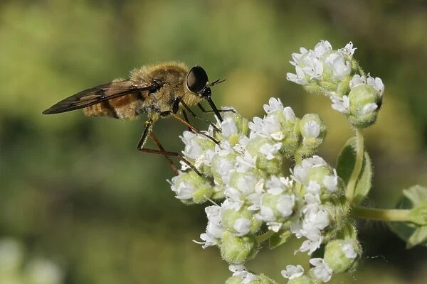 Horse fly (Pangonius pyritosus) foraging for nectar on Cretan oregano (Origanum onites) flowers, Lesbos (Lesvos), Greece, Europe
