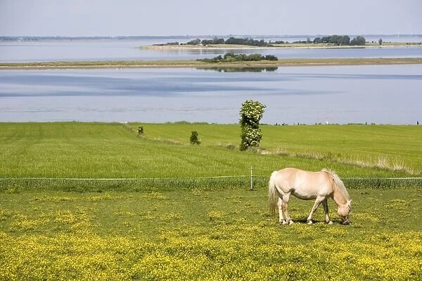 Horses, Aero Island, Funen, Denmark, Scandinavia, Europe