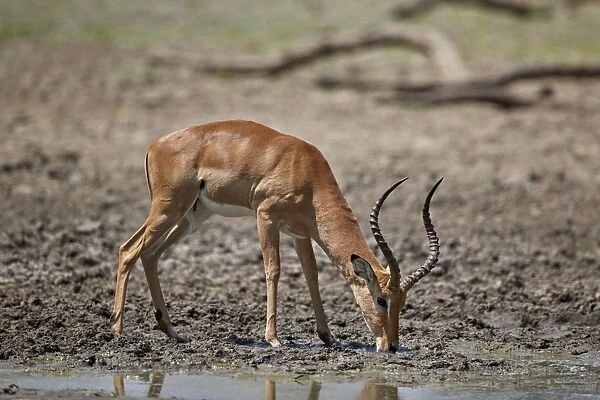 Impala (Aepyceros melampus) buck drinking, Selous Game Reserve, Tanzania, East Africa