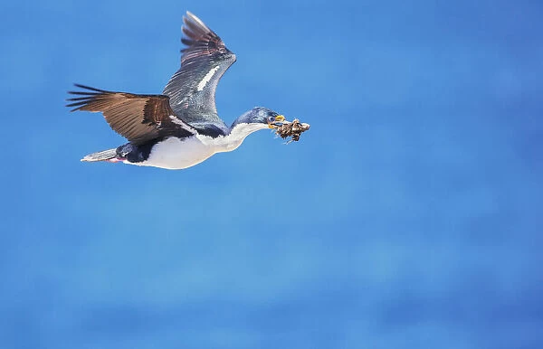 Imperial shag (Leucocarbo atriceps) in flight carrying nesting material, Sea Lion Island