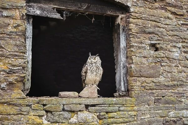 Indian eagle owl (Bubo bengalensis), Herefordshire, England, United Kingdom, Europe