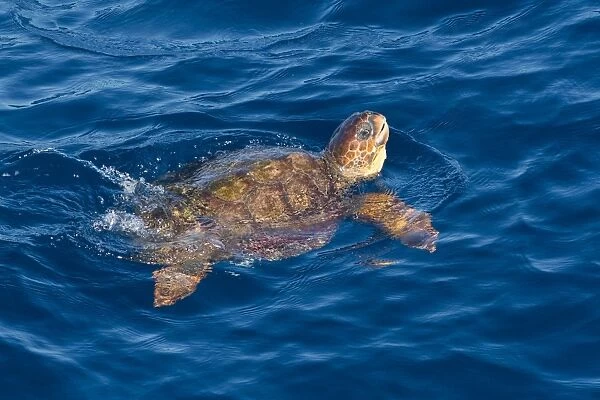 Juvenile loggerhead turtle (Caretta caretta) swimming with head raised above the sea surface