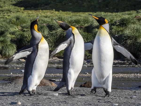 King penguin (Aptenodytes patagonicus) adults establishing partners at breeding colony in