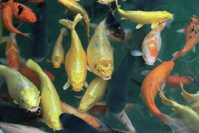 Framed Print : Koi carp print in a Taipei pool