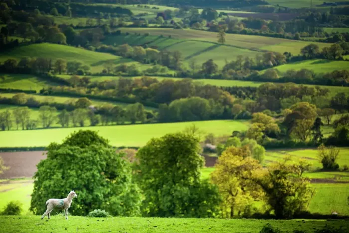 Framed Print : Lamb in Spring - Winchcombe Print