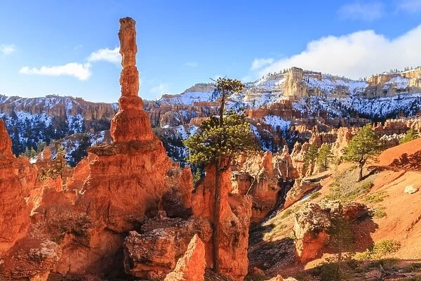 Large hoodoo lit by early morning sun, with snow and pine trees, Peekaboo Loop Trail, Bryce Canyon National Park, Utah, United States of America, North America