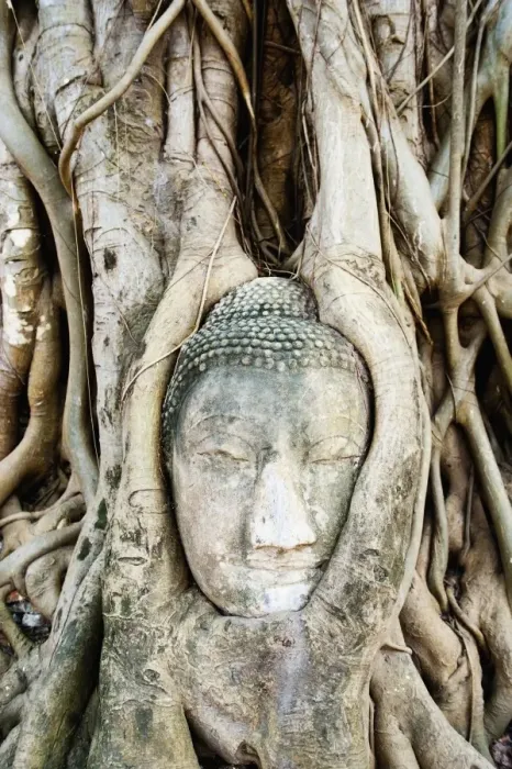 Framed Print : Large stone Buddha head in fig tree roots, Print Framed Print : Large stone Buddha head in fig tree roots, Print