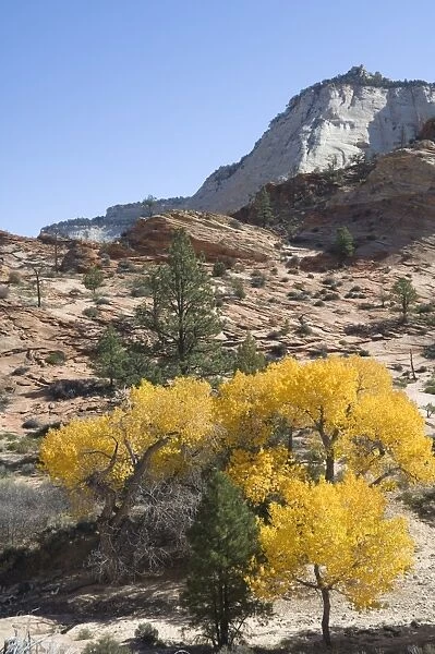 _LEF4872. Zion National Park, Utah, United States of America, North America