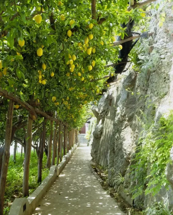 Framed Print : Lemon Grove Print, Amalfi Coast Landscape Framed Print : Lemon Grove Print, Amalfi Coast Landscape
