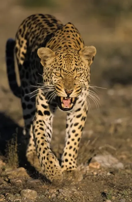 Framed Print : Leopard Print, Duesternbrook Private Game Reserve, Namibia