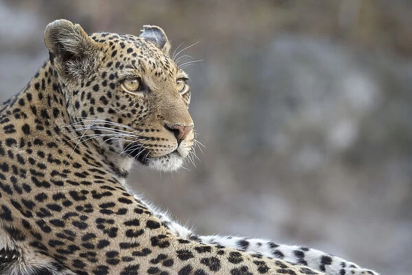 Leopard (Panthera pardus) female, Chobe National Park, Botswana, Africa