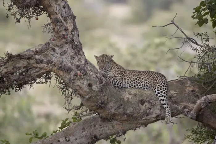 Framed Print : Leopard Print in a Fig Tree, Kruger National Park