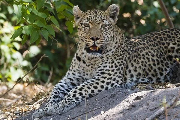 A leopard (Panthera pardus) resting in the shade, Botswana, Africa