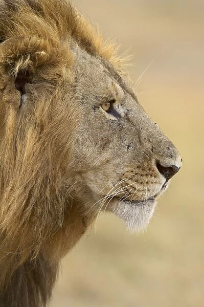 Lion (Panthera leo), Masai Mara National Reserve, Kenya, East Africa, Africa