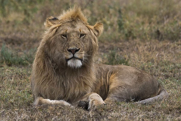 Lion (Panthera leo), Ndutu, Ngorongoro Conservation Area, Serengeti, Tanzania, East Africa