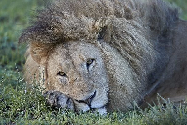 Lion (Panthera leo) resting, Ngorongoro Crater, Tanzania, East Africa, Africa
