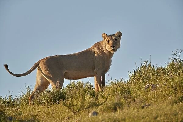 Lioness (Lion, Panthera leo), Kgalagadi Transfrontier Park, South Africa, Africa