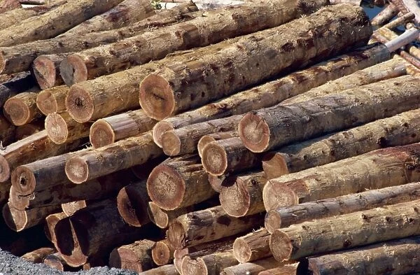 Logs awaiting processing at mill, British Columbia, Canada, North America