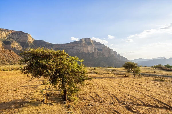Lone trees in the dry land with Gheralta Mountains in background, Hawzen, Tigray Region