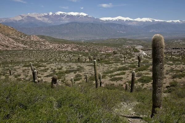 Los Cardones National Park (Valley of Cactus National Park), with Nevado Cachi snowcapped
