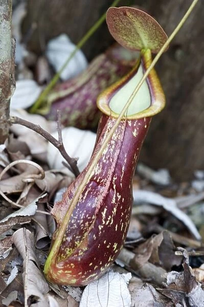 Lower pitcher of the carnivorous pitcher plant (Nepenthes rafflesiana), Sarawak, Borneo, Malaysia, Southeast Asia, Asia