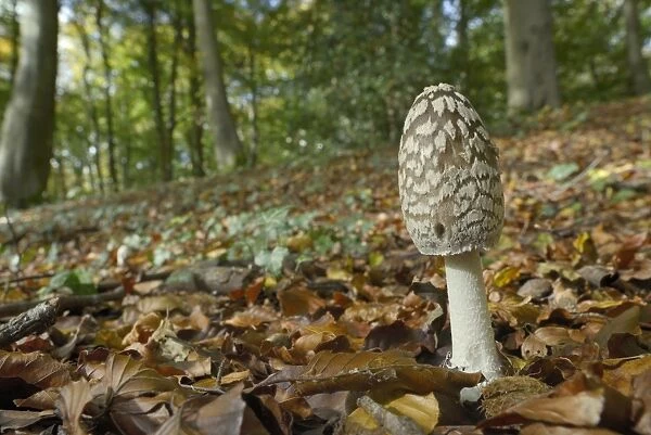 Magpie Inkcap (Coprinopsis) (Coprinus picacea) in beech woodland, Buckholt Wood National