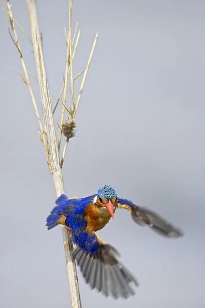 Malachite kingfisher (Alcedo cristata) taking off