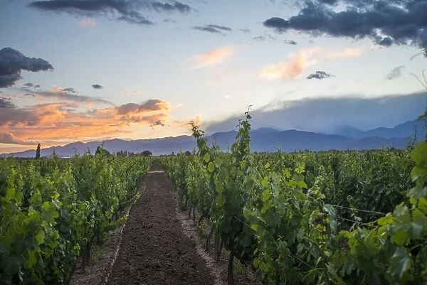 Malbec vineyards at the foot of the Andes in the Uco Valley near Mendoza, Argentina