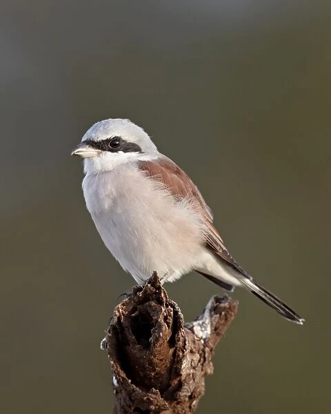 Male red-backed shrike (Lanius collurio), Kruger National Park, South Africa, Africa