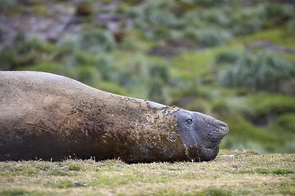 Male Southern Elephant Seal or Sea Elephant