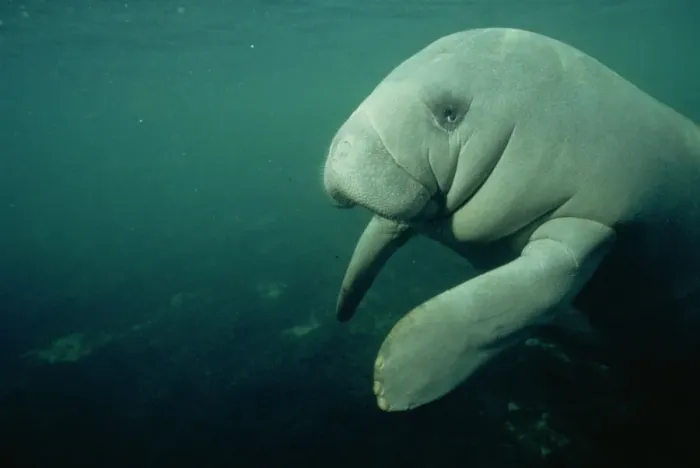 Framed Print : Manatee Print in Crystal River Waters Framed Print : Manatee Print in Crystal River Waters