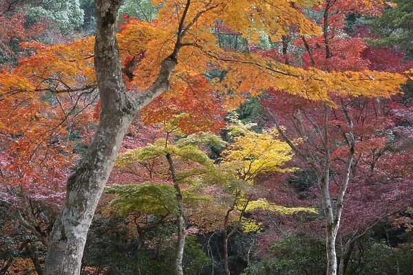 Maple trees in autumn, Momijidani Park (Japanese Maple Park), Miyajima Island, Western Honshu