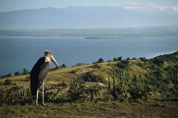 Maribou stork on Lake Edward