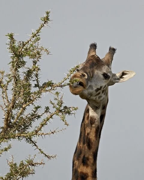 Masai giraffe (Giraffa camelopardalis tippelskirchi) feeding, Serengeti National Park